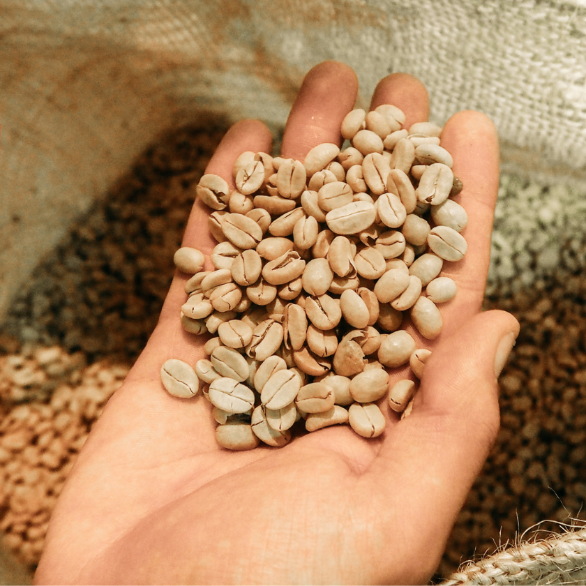Ground | White Bean Coffee | 12oz